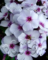 375. Phlox	paniculata	Swizzle Blue 0,89<br />примерно 67р<br /><br />Badina