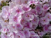 376. Phlox	paniculata	Younique Bicolor 1,10<br />примерно 83р<br /><br />Badina