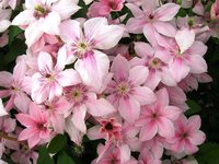 378. Clematis		Pink Fantasy	I	1,39<br />примерно 105р