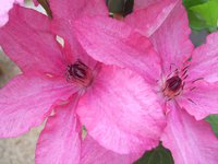 379. Clematis		Barbara	I	1,60<br />примерно 120р<br /><br />Badina