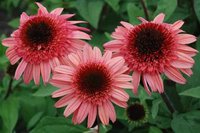 380. Echinacea   	purpurea	Blackberry Truffle 3,36<br />примерно 252р<br /><br />Badina