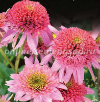 381. Echinacea   	purpurea	Cotton Candy 3,36<br />примерно 252р<br /><br />Badina