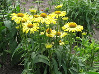 130. Echinacea purpurea Cleopatra ® PBR 3,36<br />примерно 252р<br /><br />Badina<br />Оксана<br />belta<br />belta