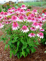 382. Echinacea   	purpurea	Meteor Pink 3,04<br />примерно 228р<br /><br />Badina<br />Оксана<br />belta