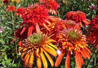131. Echinacea Summer Salsa 2,93<br />примерно 205<br /><br />Badina