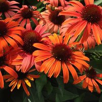 384. Echinacea   	purpurea	Orange Skipper 3,36<br />примерно 252р<br /><br />Badina