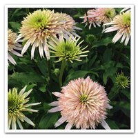 308. Echinacea purpurea Cherry Fluff ® PBR I 3.36<br />примерно 235р<br />Супер!<br /><br />Badina