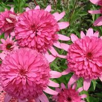 385. Echinacea   	purpurea	Southern Bells 3,36<br />примерно 252р<br /><br />Badina<br />belta