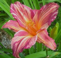 387. Лилейник Pink Stripes	1,67<br />примерно 126р<br /><br />Badina