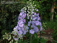 389. Delphinium	elatum	Delphi's Morning Light ® PBR	03/05	1,69<br />примерно 127р