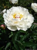 391. Paeonia		Couronne d'Or	02/03	2,29	50<br />примерно 172р
