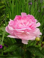 393. Paeonia		Pink Giant	02/03	4,61<br />примерно 345р<br /><br /><br />SvetlanaS