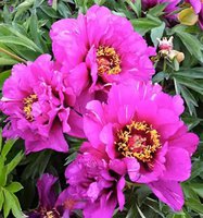 394. Paeonia	Itoh	Morning Lilac	02/03	32,16	60<br />примерно 2250<br /><br /><br />belta