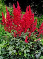 397. Astilbe 	arendsii	Etna	02/03	0,71	50<br />примерно 54р
