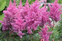 319.Astilbe arendsii Gloria Purpurea 04/+ 1,37<br />примерно 95р