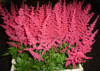 317.Astilbe arendsii Glut 04/+ 1,40<br />ряд 40 шт