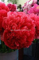 140. Paeonia Command Performance 03/05 8,69<br />примерно 608р<br /><br /><br />SvetlanaS<br />belta