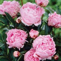 306. Paeonia Sarah Bernhardt 02/03 1,14 50<br />примерно 79р