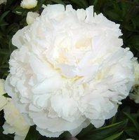398. Paeonia		White Sarah Bernhardt 	02/03	5,49	50<br />примерно 411р<br /><br /><br />SvetlanaS<br />belta