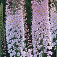 400. Eremurus		Robustus (als)	I	2,60	50<br />примерно 195р<br /><br /><br />ЕЛЕНА М 76