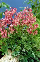 401. Dicentra	formosa	Bacchanal	I	1,10<br />примерно 83р