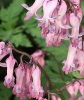 402.Dicentra		Spring Magic ® 2,06<br />примерно 155р