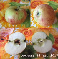 орлинка6.jpg
