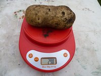 Американка 1.jpg
