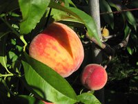 IMG_0064.JPG