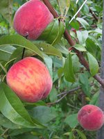 IMG_0013.JPG