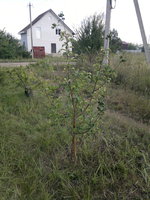 2017-09-03-1736.jpg