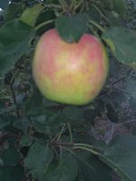 IMG_20170903_152338.jpg