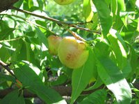 IMG_0060.JPG