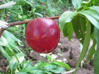 IMG_0061.JPG