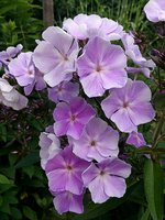 IMG_20130704_120924.jpg