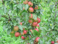 IMG_5777.JPG