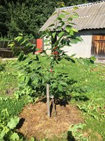 IMG_1460_2.jpg