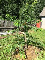 IMG_1463_2.jpg