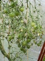 IMG00177.jpg