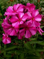 IMG_20130707_131125.jpg
