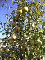 IMG_20170831_082445.jpg