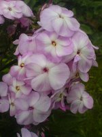 Цветущая Сакура