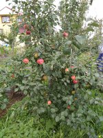 IMG_20170911_113720.jpg