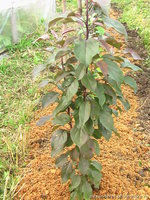 8cpayi-crz.jpg