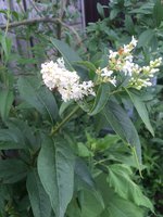 IMG-20170722-WA0000.jpg