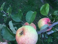 IMG_4429.JPG