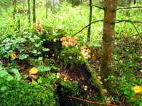 IMG_4542.JPG