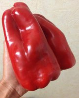 Маккаби