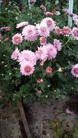IMG_20170916_114233.jpg