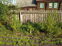 Сеянцы персика у забора1 в середине - киевский ранний 2 год.jpg